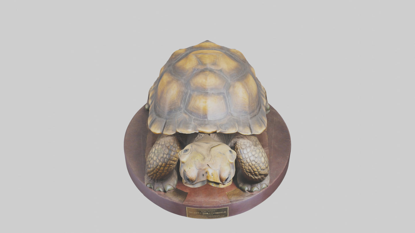 3D model Giant Tortoise statue model VR / AR / low-poly