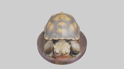 3D model Giant Tortoise statue model VR / AR / low-poly