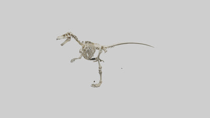 3D model Giganotosaurus Skeleton model VR / AR / low-poly