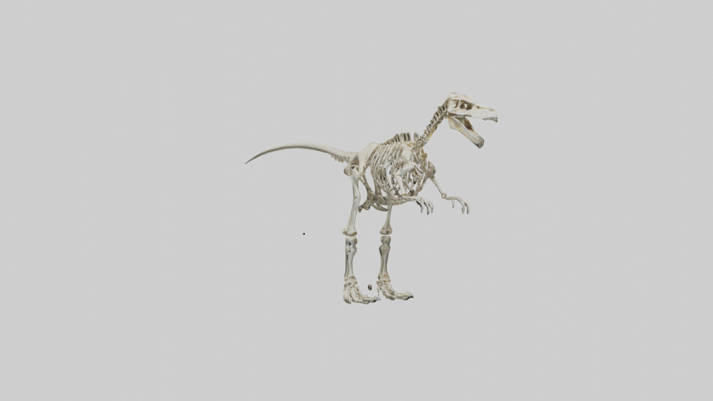 3D model Giganotosaurus Skeleton model VR / AR / low-poly
