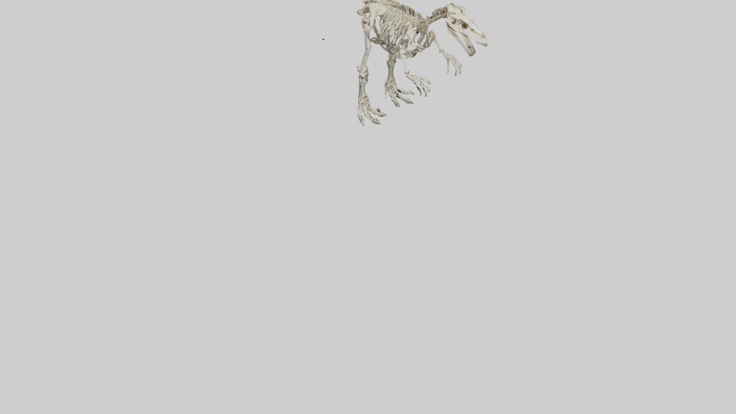 3D model Giganotosaurus Skeleton model VR / AR / low-poly