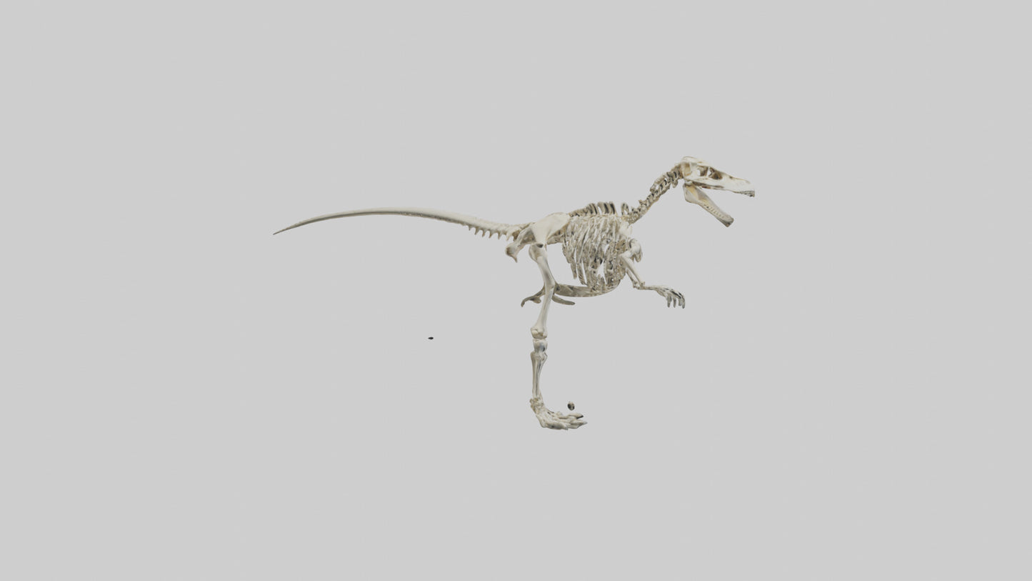 3D model Giganotosaurus Skeleton model VR / AR / low-poly