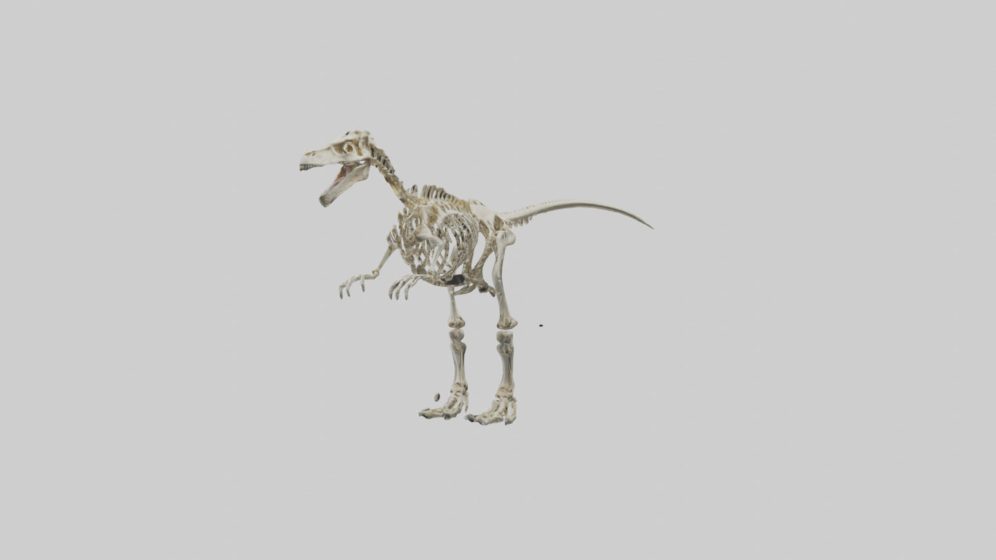 3D model Giganotosaurus Skeleton model VR / AR / low-poly