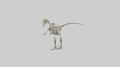3D model Giganotosaurus Skeleton model VR / AR / low-poly