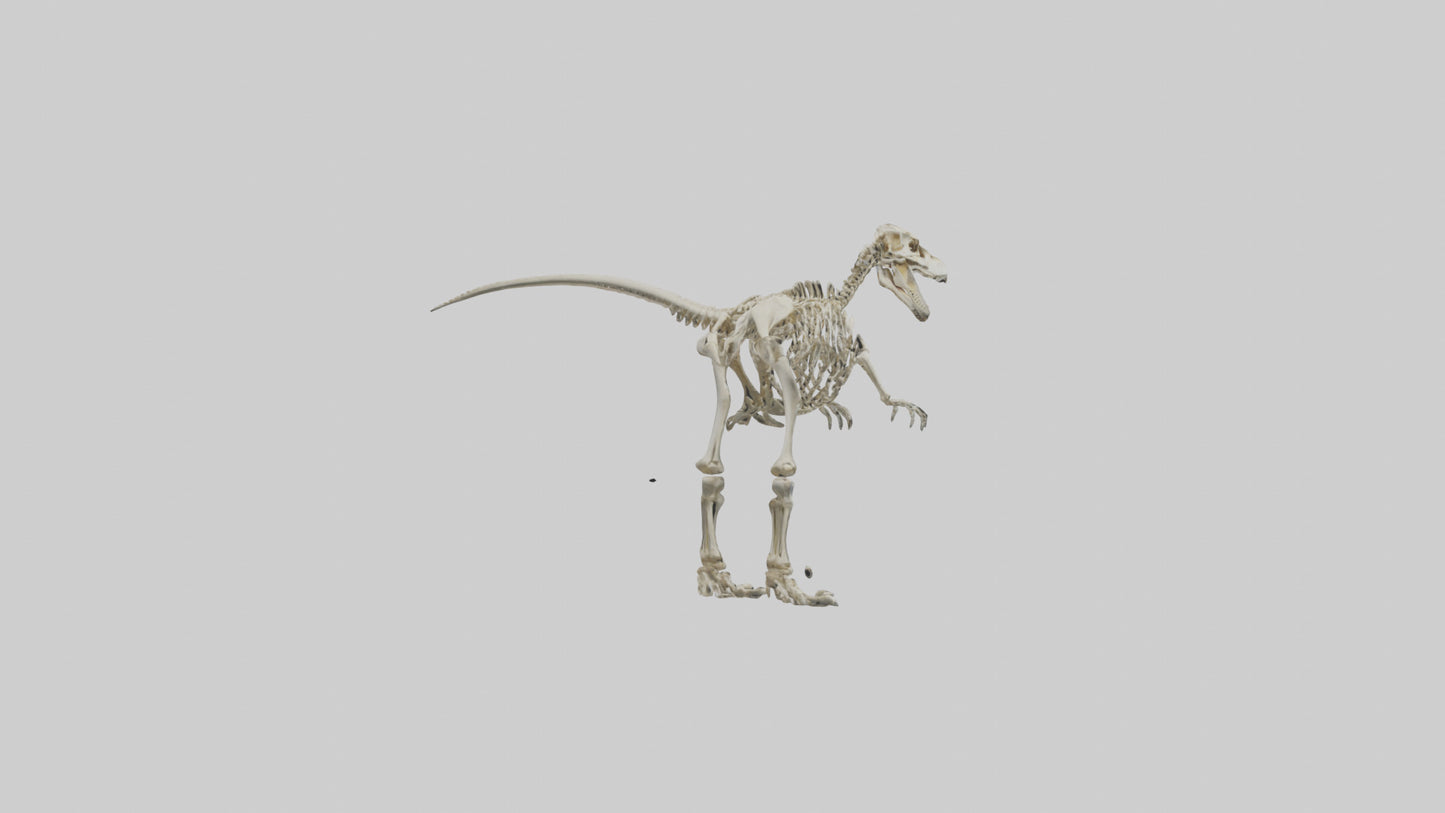3D model Giganotosaurus Skeleton model VR / AR / low-poly