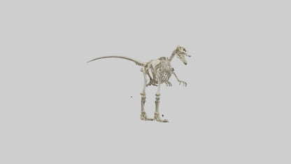 3D model Giganotosaurus Skeleton model VR / AR / low-poly