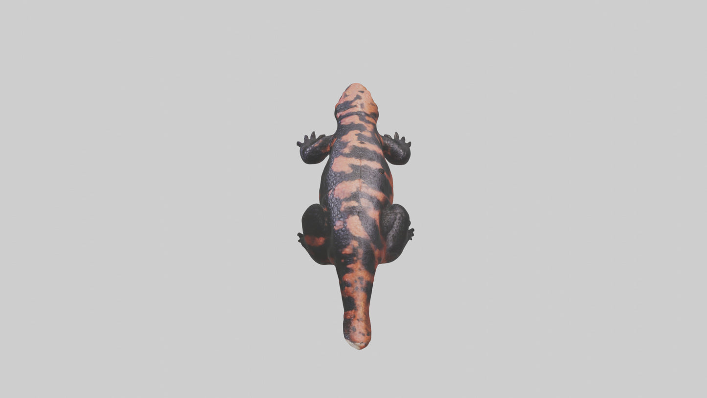 3D model Gila Monster sunning model VR / AR / low-poly