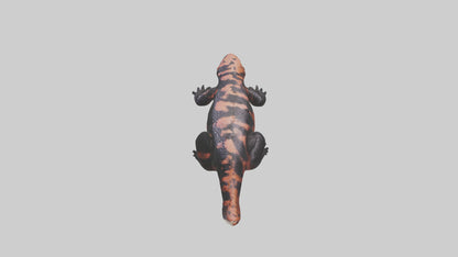 3D model Gila Monster sunning model VR / AR / low-poly