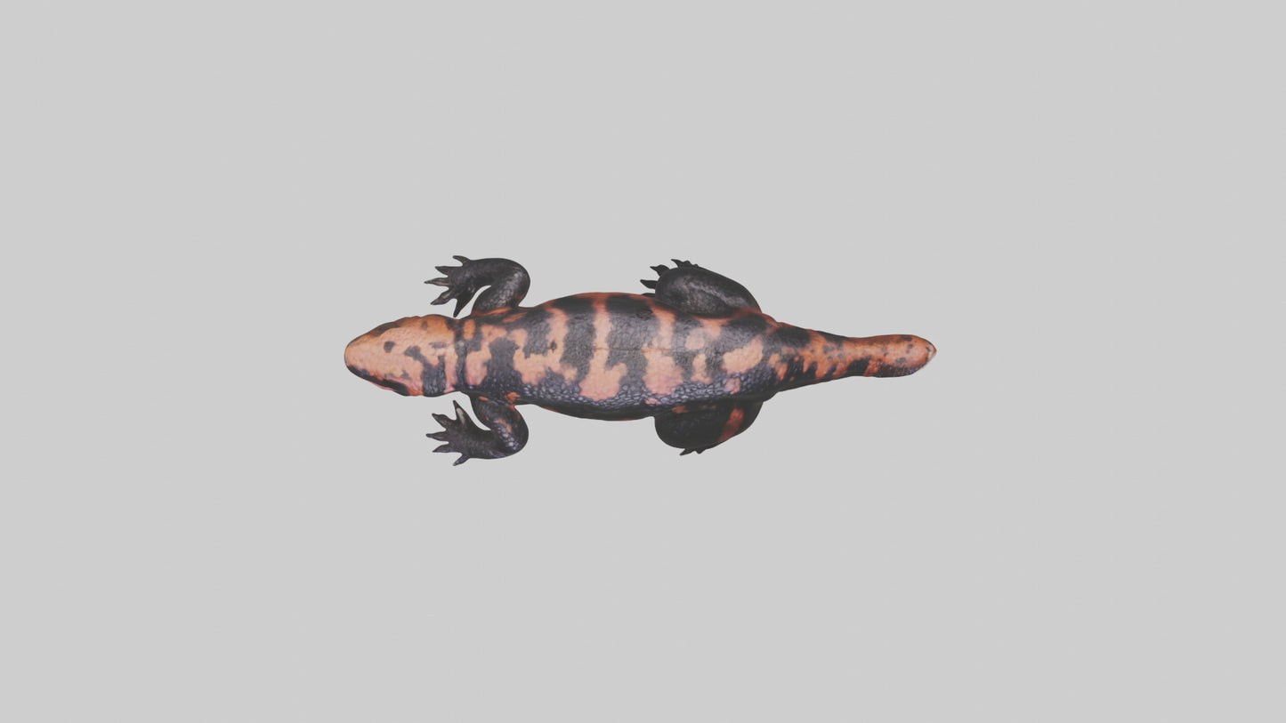 3D model Gila Monster sunning model VR / AR / low-poly