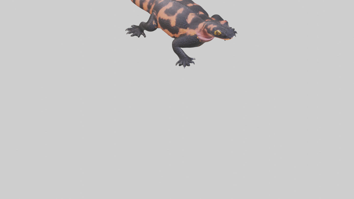3D model Gila Monster sunning model VR / AR / low-poly