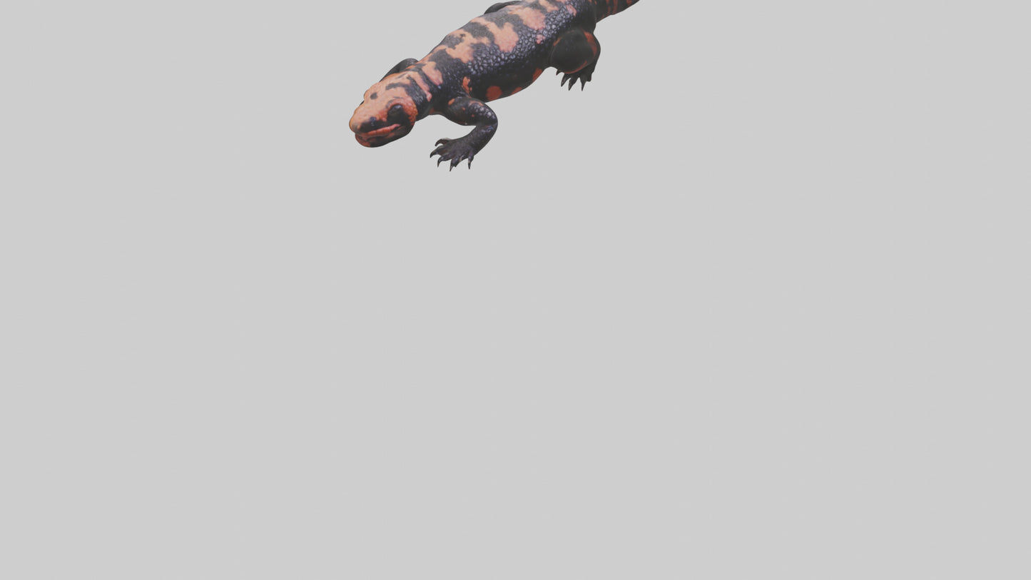 3D model Gila Monster sunning model VR / AR / low-poly