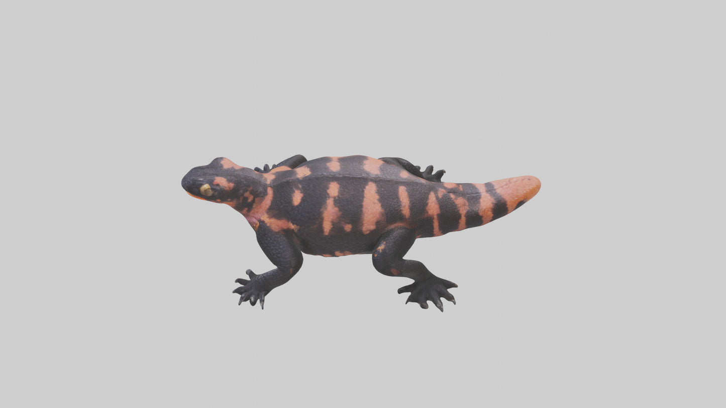 3D model Gila Monster sunning model VR / AR / low-poly