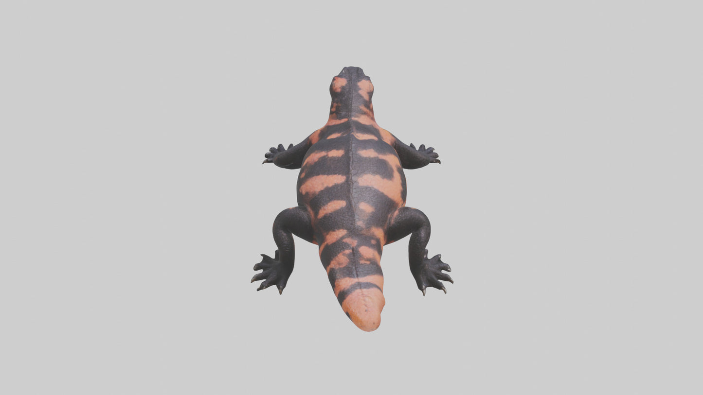 3D model Gila Monster sunning model VR / AR / low-poly