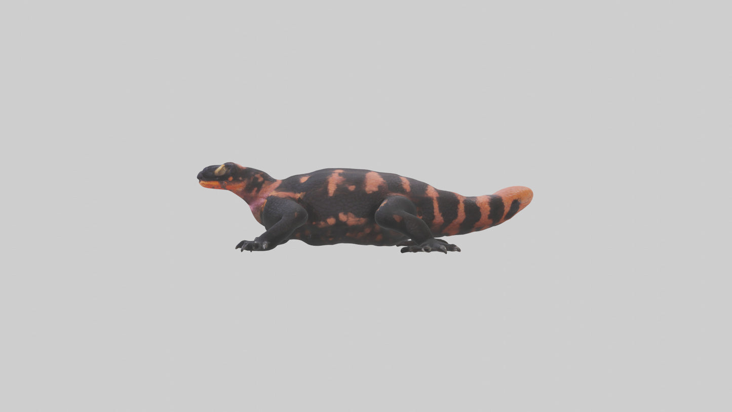 3D model Gila Monster sunning model VR / AR / low-poly