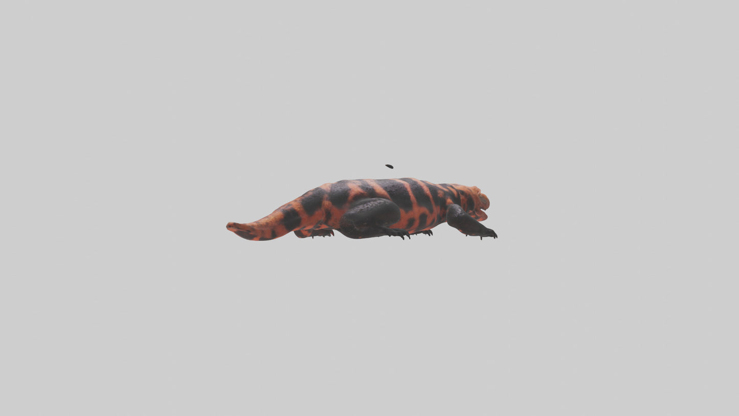 3D model Gila Monster sunning model VR / AR / low-poly