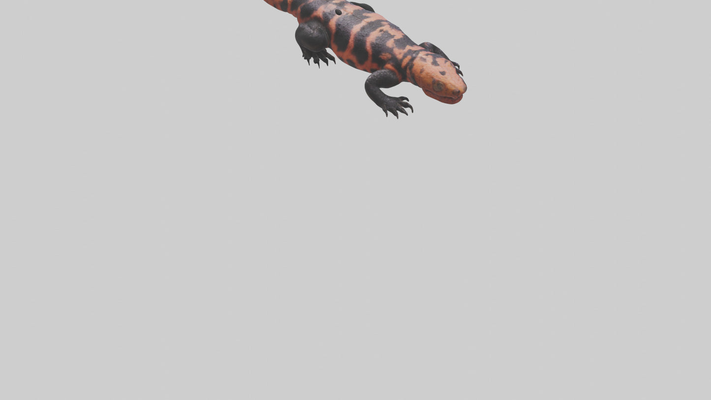 3D model Gila Monster sunning model VR / AR / low-poly