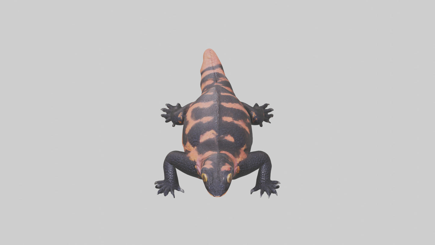 3D model Gila Monster sunning model VR / AR / low-poly
