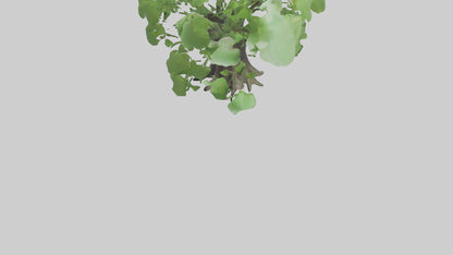 3D model Ginkgo tree model VR / AR / low-poly