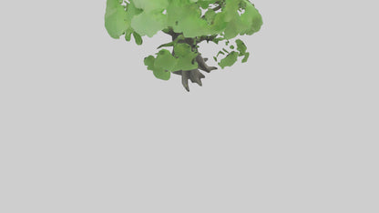 3D model Ginkgo tree model VR / AR / low-poly