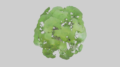 3D model Ginkgo tree model VR / AR / low-poly