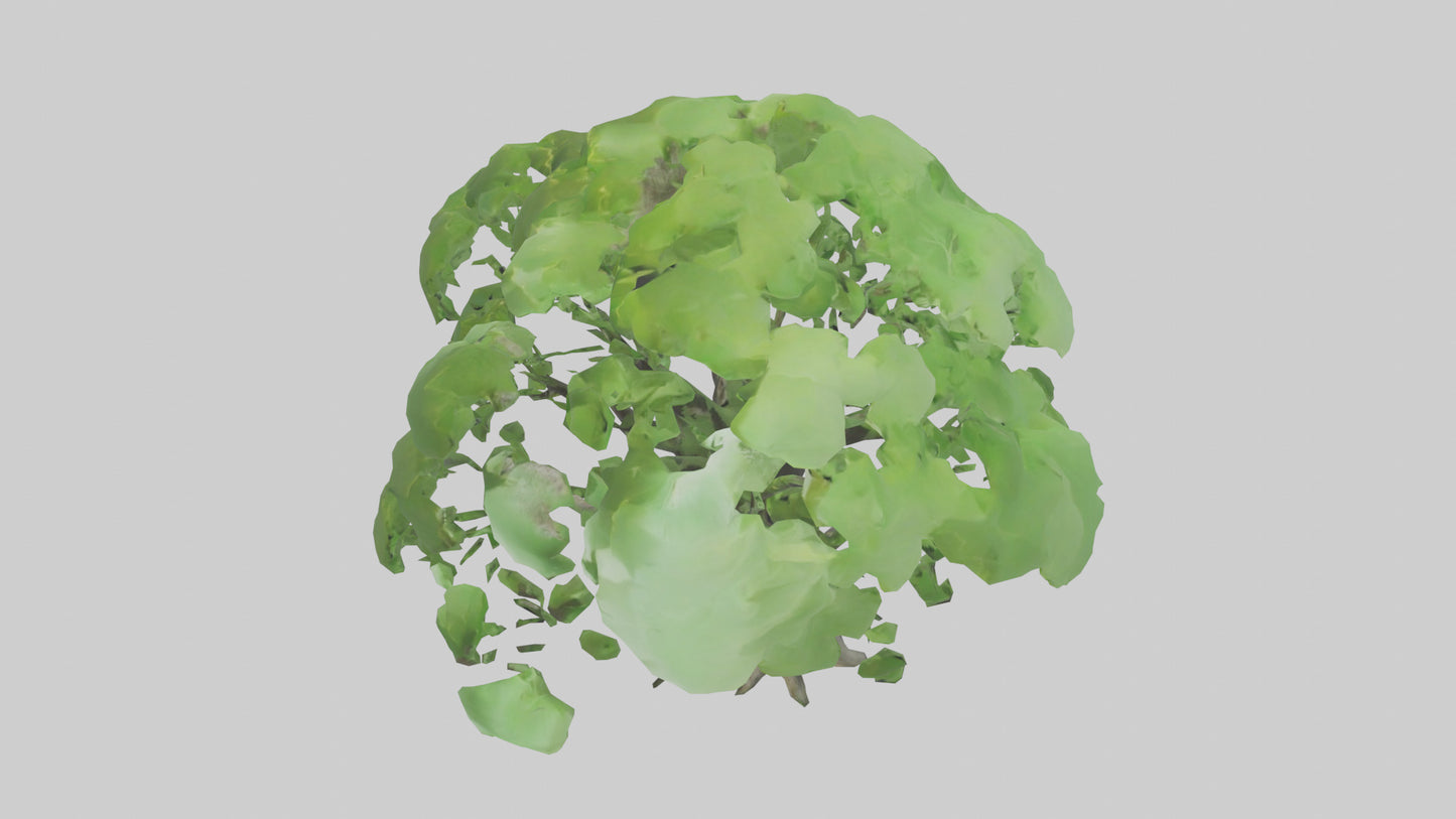 3D model Ginkgo tree model VR / AR / low-poly