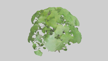 3D model Ginkgo tree model VR / AR / low-poly