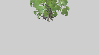 3D model Ginkgo tree model VR / AR / low-poly