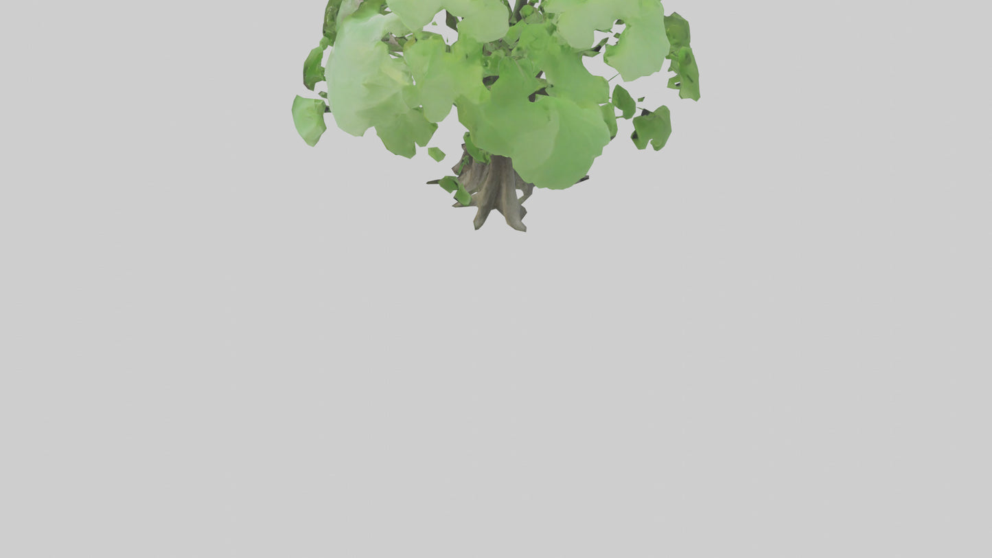 3D model Ginkgo tree model VR / AR / low-poly