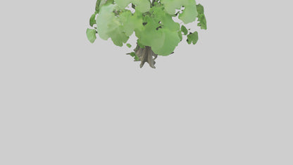 3D model Ginkgo tree model VR / AR / low-poly