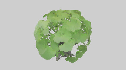 3D model Ginkgo tree model VR / AR / low-poly