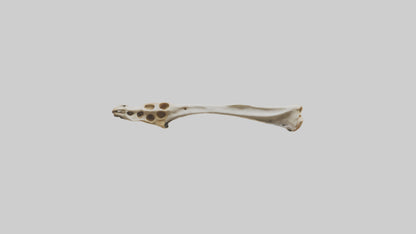 3D model Giraffe Clavicle VR / AR / low-poly