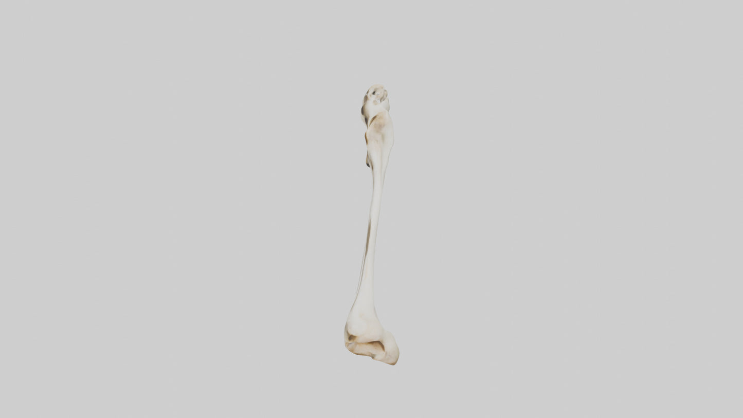 3D model Giraffe Clavicle VR / AR / low-poly