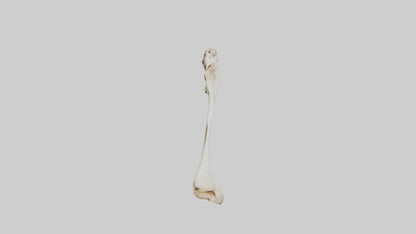 3D model Giraffe Clavicle VR / AR / low-poly