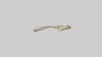3D model Giraffe Clavicle VR / AR / low-poly