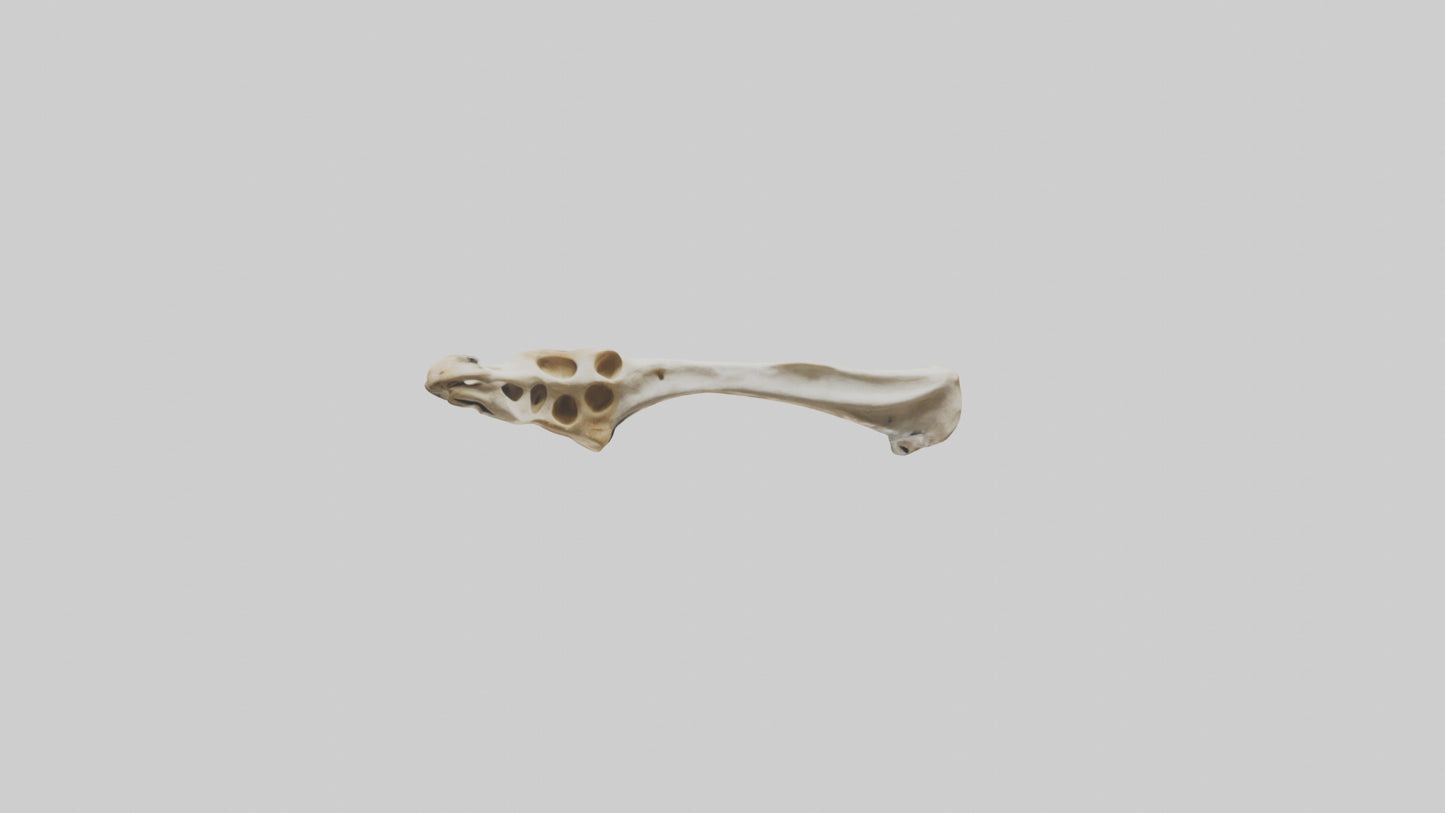 3D model Giraffe Clavicle VR / AR / low-poly