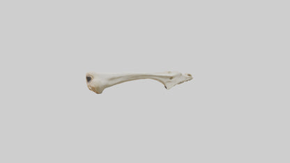 3D model Giraffe Clavicle VR / AR / low-poly