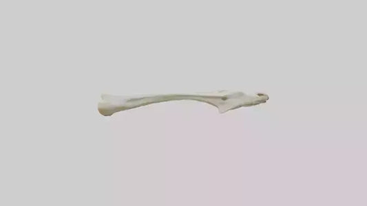 3D model Giraffe Clavicle VR / AR / low-poly