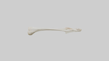 3D model Giraffe Clavicle VR / AR / low-poly