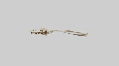 3D model Giraffe Clavicle VR / AR / low-poly