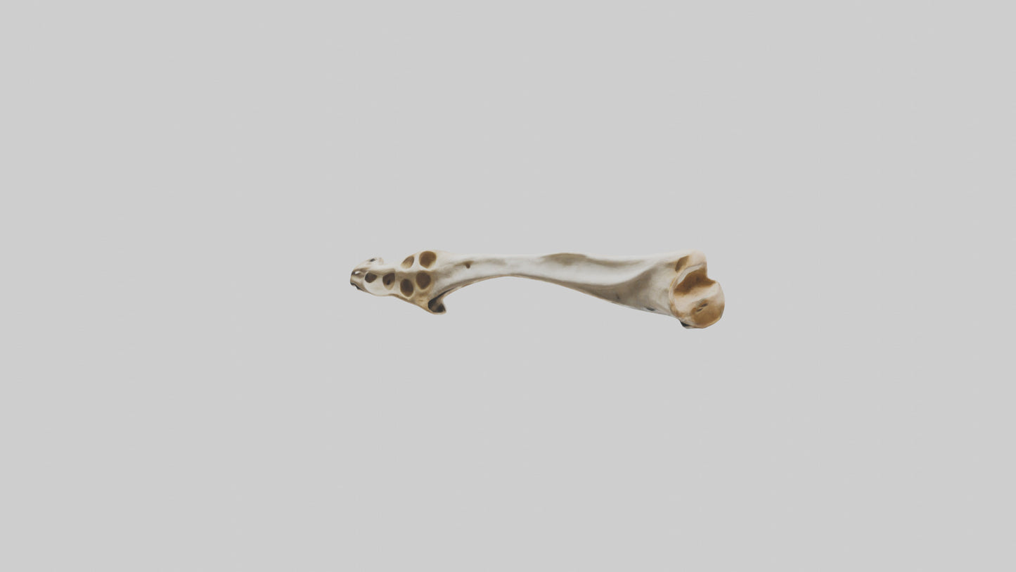 3D model Giraffe Clavicle VR / AR / low-poly