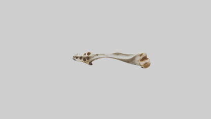 3D model Giraffe Clavicle VR / AR / low-poly