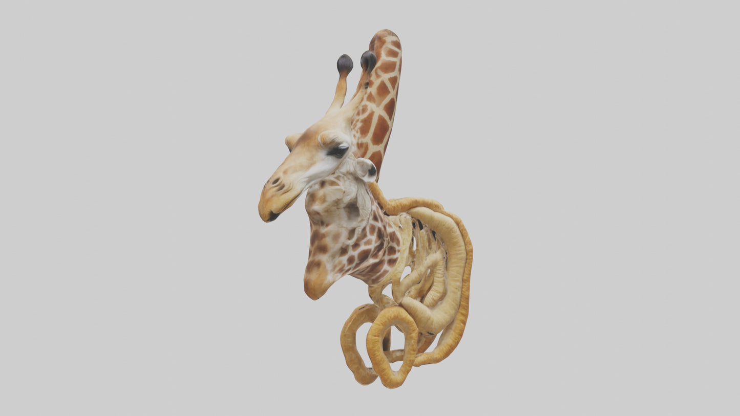 3D model Giraffe Digestive System VR / AR / low-poly