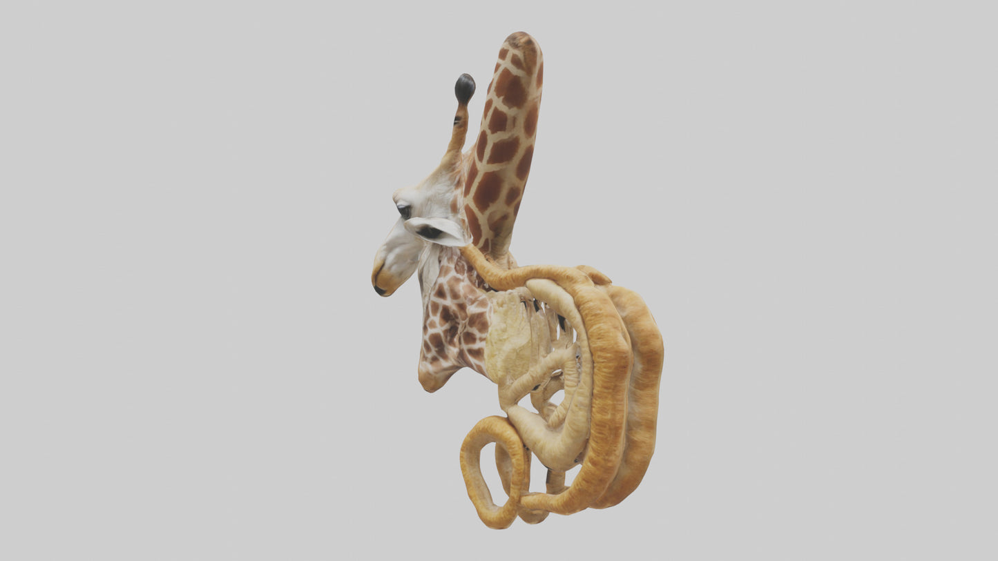 3D model Giraffe Digestive System VR / AR / low-poly