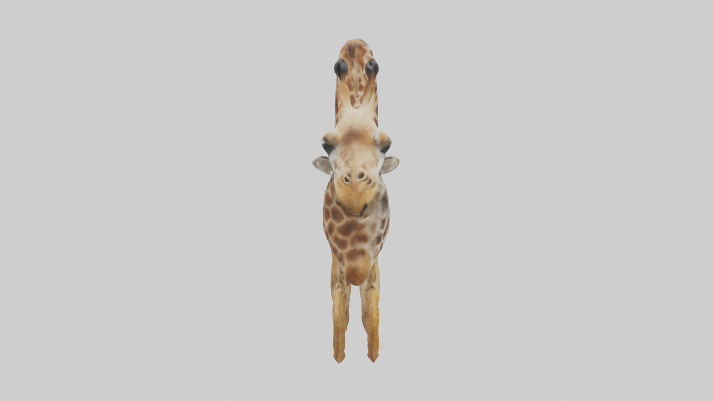 3D model Giraffe Digestive System VR / AR / low-poly