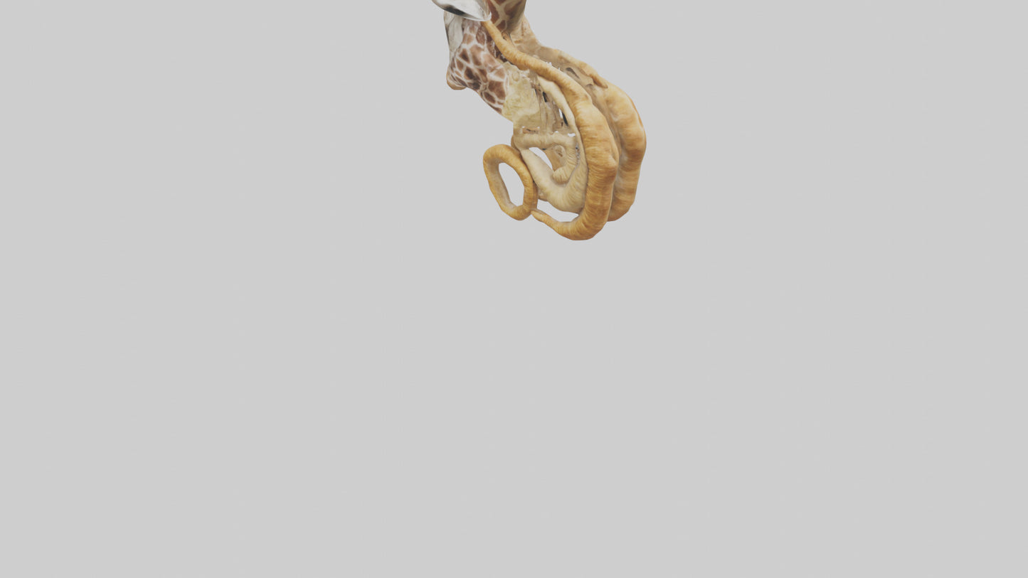 3D model Giraffe Digestive System VR / AR / low-poly
