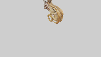3D model Giraffe Digestive System VR / AR / low-poly