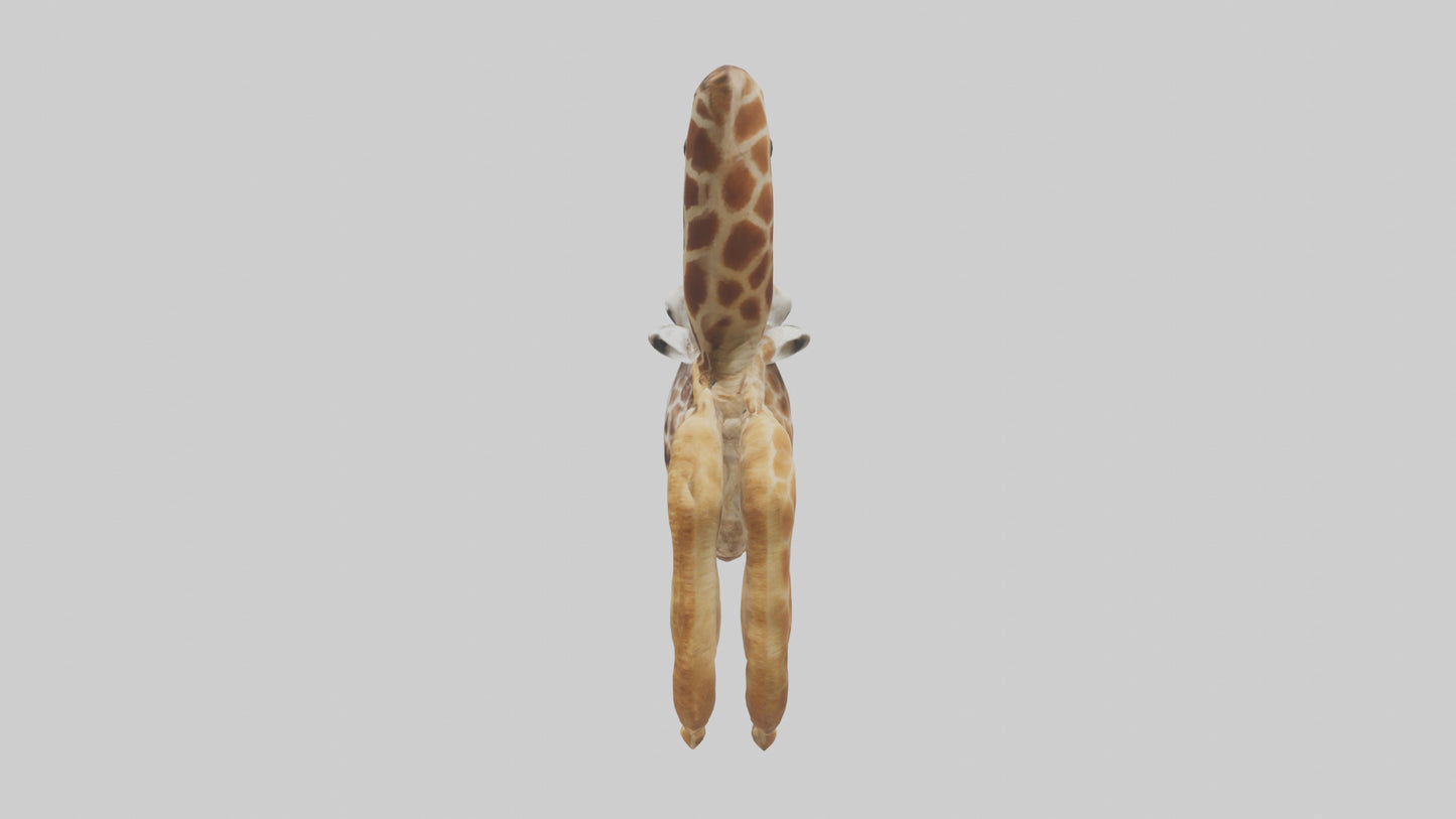 3D model Giraffe Digestive System VR / AR / low-poly