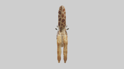 3D model Giraffe Digestive System VR / AR / low-poly