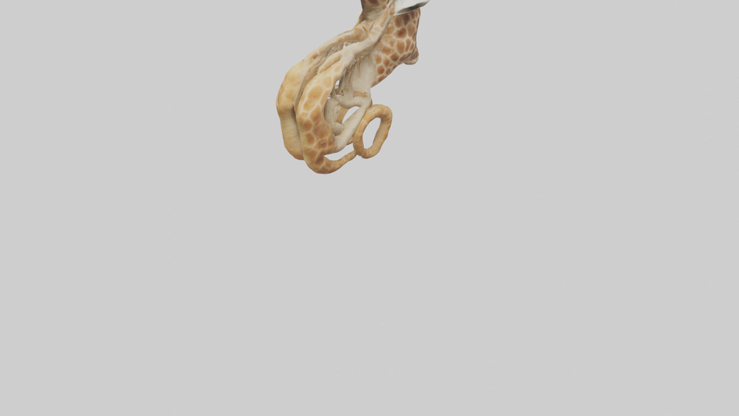 3D model Giraffe Digestive System VR / AR / low-poly