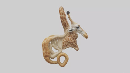 3D model Giraffe Digestive System VR / AR / low-poly